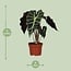 Alocasia amazonica Polly 30 cm in 12 cm pot