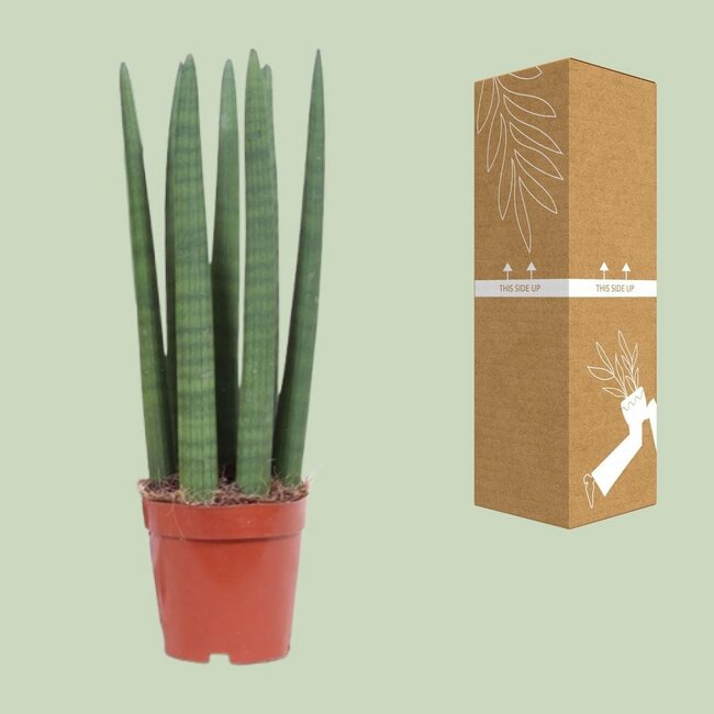 Vrouwentong Sansevieria Straight 40 cm potmaat 12 cm