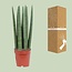 Bogenhanf Sansevieria Straight 40 cm im 12 cm Topf