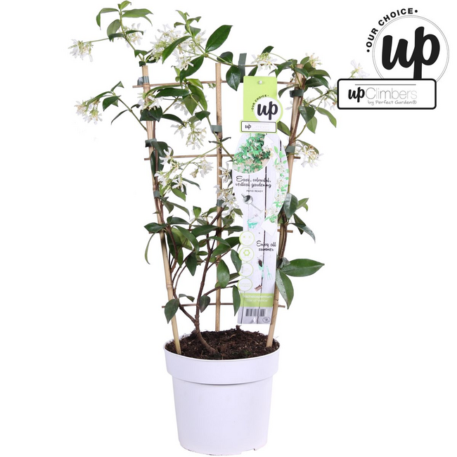 Trachelospermum Star of Venice Tuscan Jasmine wit tuinplant 65 cm potmaat 15 cm