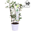 Trachelospermum Star of Venice Tuscan Jasmine wit tuinplant 65 cm potmaat 15 cm