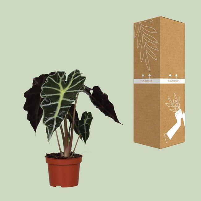 Alocasia amazonica Polly 30 cm potmaat 12 cm