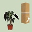 Alocasia amazonica Polly 30 cm potmaat 12 cm