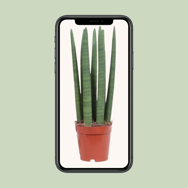 Vrouwentong Sansevieria Straight 40 cm potmaat 12 cm