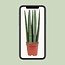 Snake plant Sansevieria Straight 40 cm in 12 cm pot