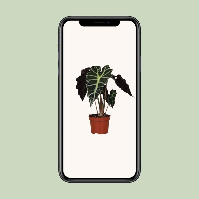 Alocasia amazonica Polly 30 cm in 12 cm pot