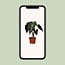 Alocasia amazonica Polly 30 cm in 12 cm pot