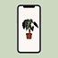Alocasia amazonica Polly 30 cm potmaat 12 cm