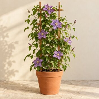 Klimplanten