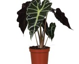 Alocasia Polly care: light, watering and yellow leaves