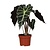 Alocasia Polly care: light, watering and yellow leaves