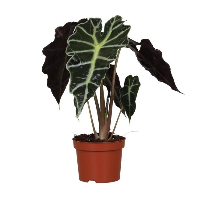 Alocasia Polly care: light, watering and yellow leaves