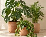 Houseplant winter care: watering, light and heating