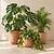 Houseplant winter care: watering, light and heating