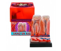 Ein O Science Anatomie Tand en Kies