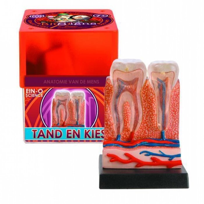 Ein O Science anatomie-tand-en-kies