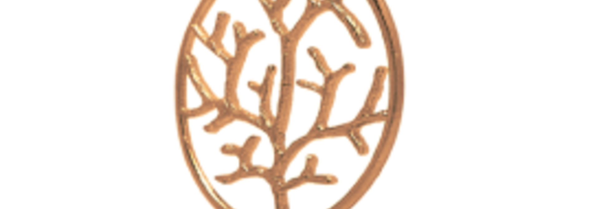 Gorgonia
