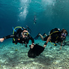 PADI Project Aware Specialty PADI Project Aware Specialty