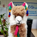 Llama large