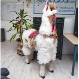 Llama large