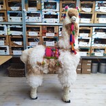 Llama large