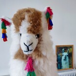 Lama, middel