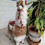 Lama, middel