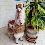 Lama, middel
