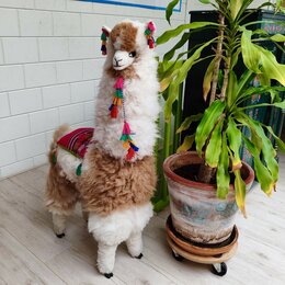 Lama, middel