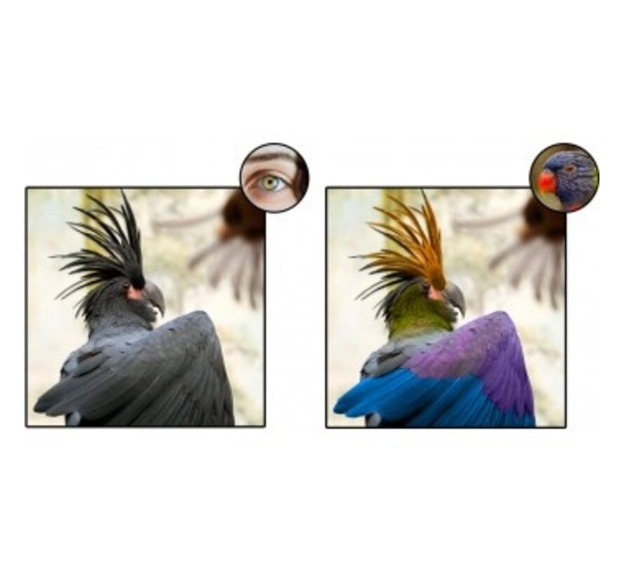 Back Zoo Nature Bird Sun UV-Lamp 35W Losse Vervangingslamp ZF7760