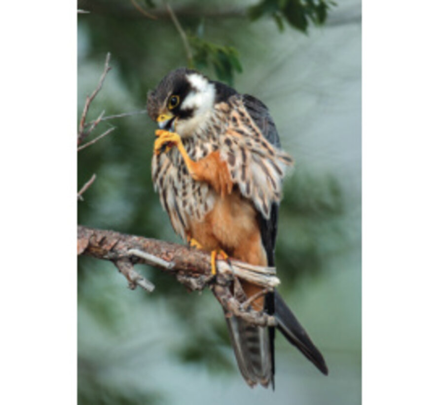 ANWB Roofvogelgids van Europa – 39 Soorten en 300+ Beelden