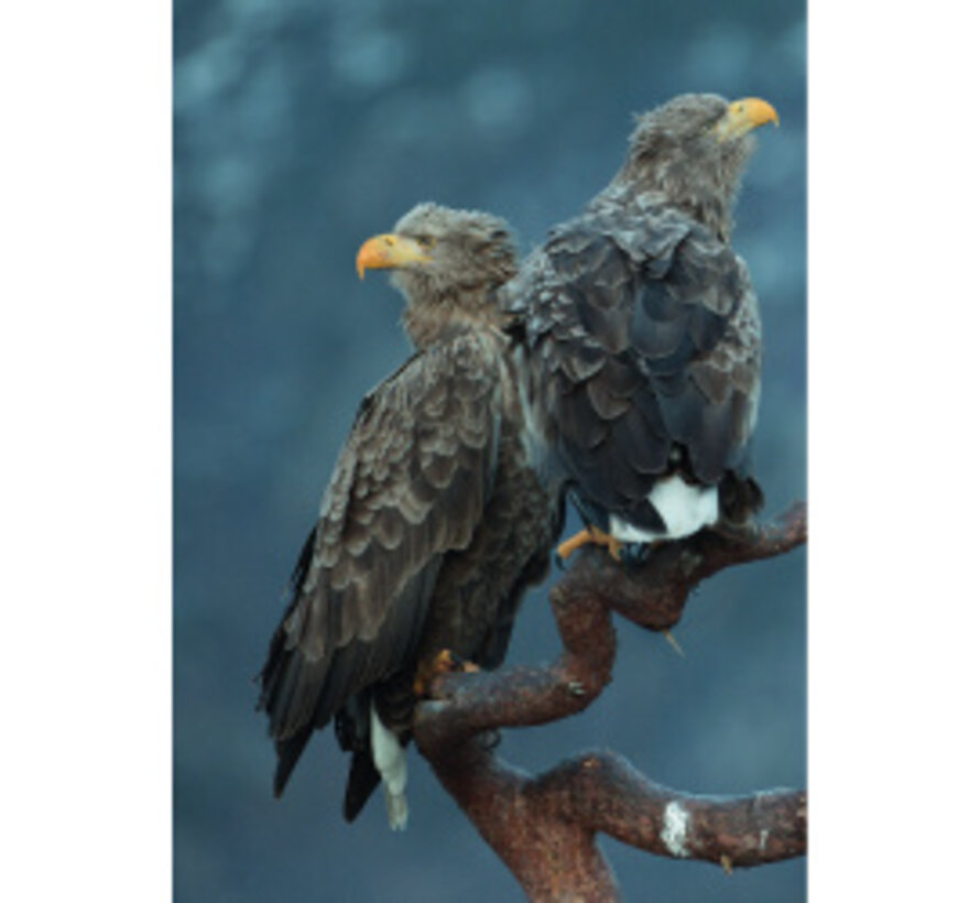 ANWB Roofvogelgids van Europa – 39 Soorten en 300+ Beelden