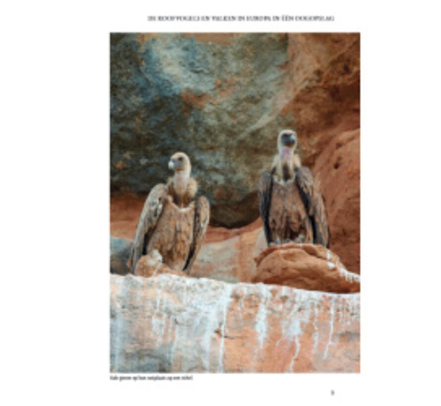 ANWB Roofvogelgids van Europa – 39 Soorten en 300+ Beelden