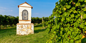 Scaia wijnen: het succesverhaal van de gebroeders Castagnedi