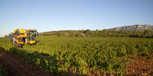 MIP Rosé: het roze goud uit de Provence