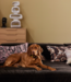 HKLIVING Bank Brut sofa: element right divan, royal velvet, espresso
