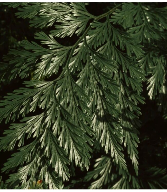 Wasparfum  BUON NATALE (500ml)