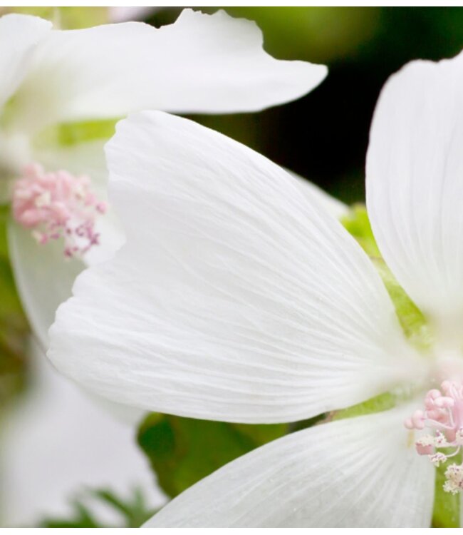 Wasparfum  INTENSO  (500ml)