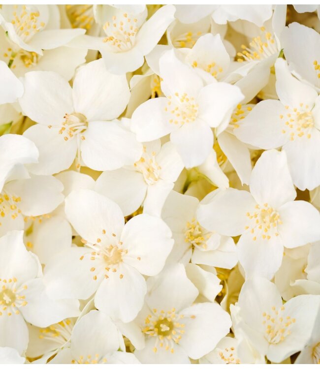 Wasparfum  PUGLIA  (500ml)