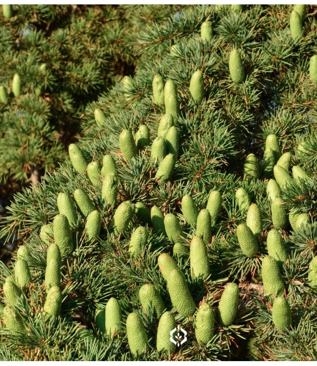 Wasparfum  GIOIA (500ml)