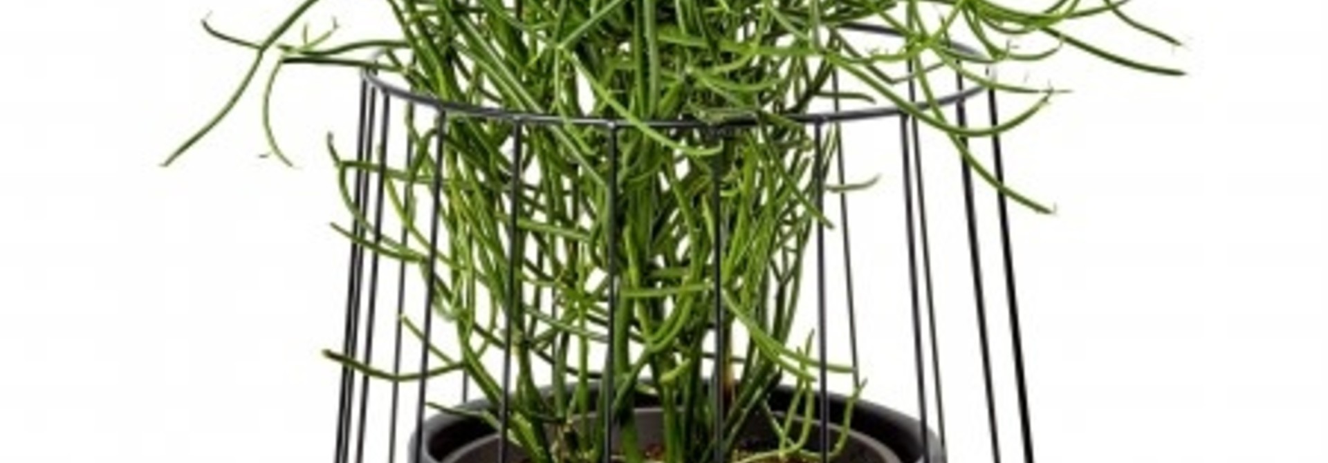 Pot in a Cage