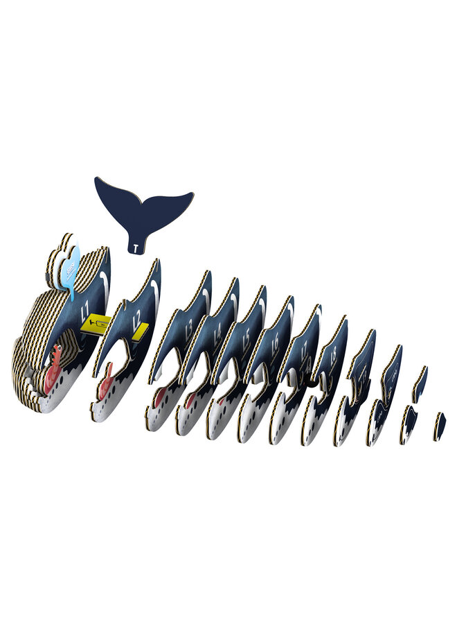 Eugy - 3D Model – groenlandse walvis