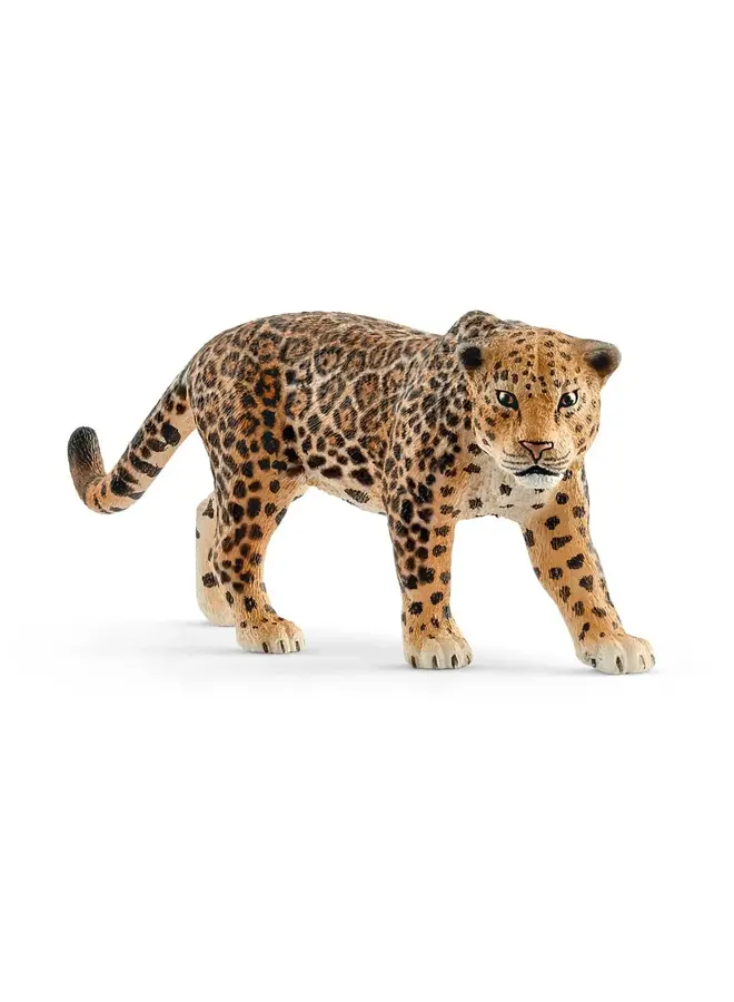 Jaguar