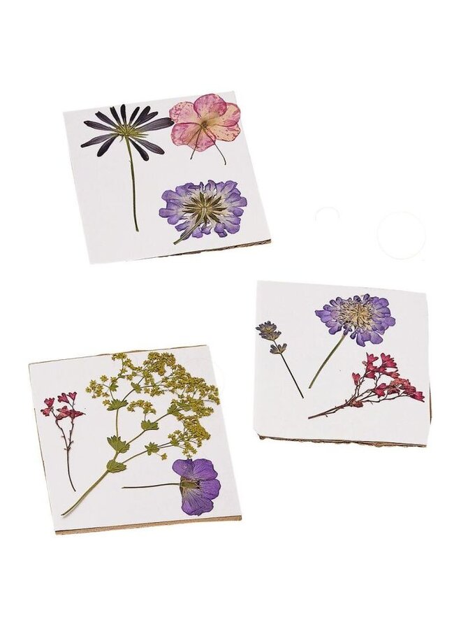 Moses - 16201 - Mijn tovertuin blad- en bloemenpers