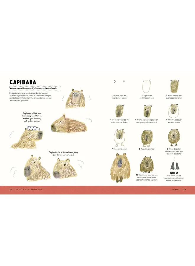 Uitgeverij Boycott - Chika Miyata - Zo teken je (bijna) elk dier