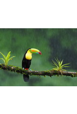 Specialized 04 Specialized SJ FSR BRG Kit