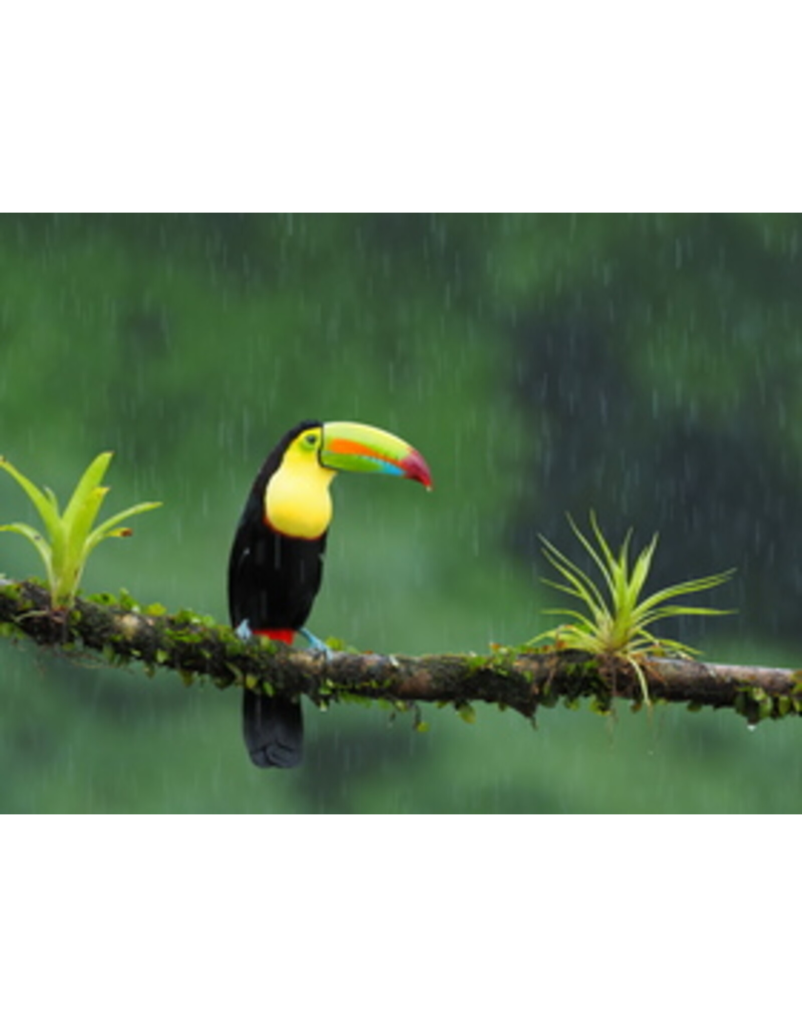 Specialized 04 Specialized SJ FSR BRG Kit