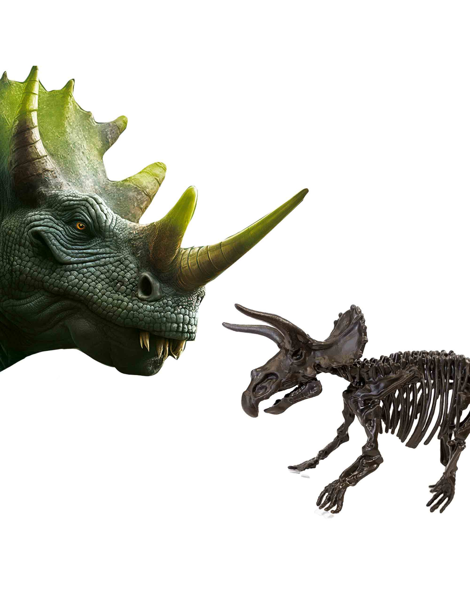 SES Creative SES - Explore - Dino und Skelett ausgraben 2 in 1 - Triceratops