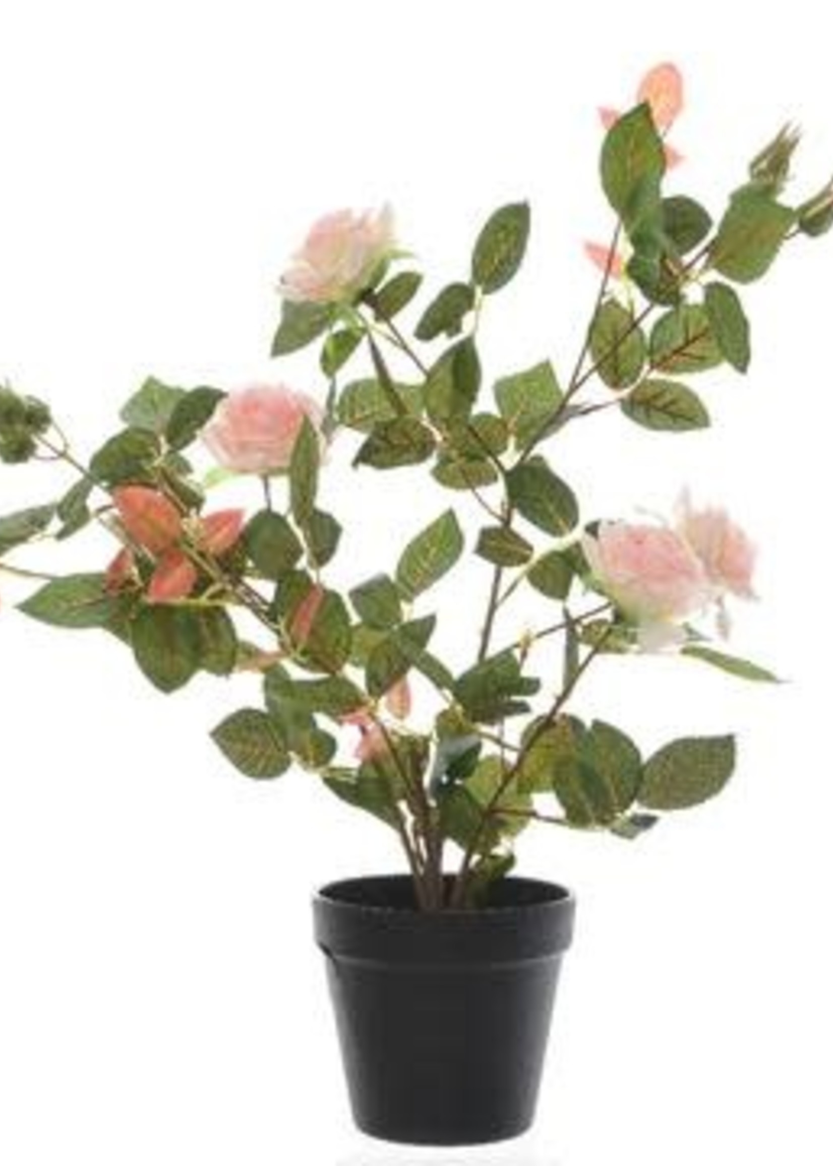 Rose Bush Pink