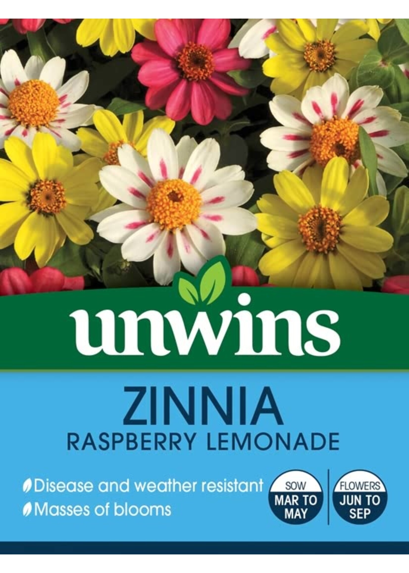 Unwins Zinnia - Raspberry Lemonade